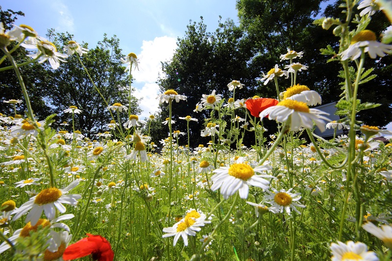 Flight of the Bumbleblee: Redrow's Conservation Partnership