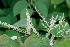 Japanese knotweed