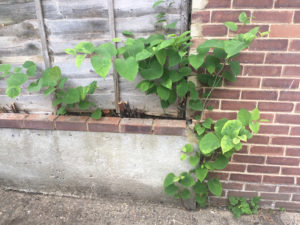 japanese knotweed