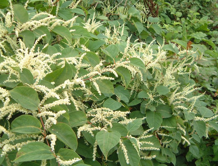 Is Japanese Knotweed Deterring Potential Homebuyers?