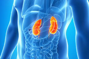 kidneys