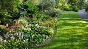 rain garden