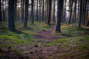 british woods